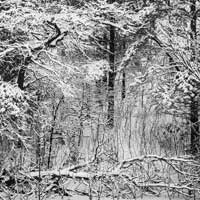 Winter Scene, Fish Lake, MN