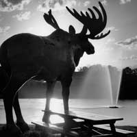 Moose, Sunrise and Geyser, Interstate 94, WI