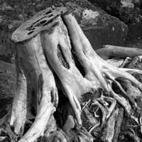 Silver Roots, Gooseberry Park, MN