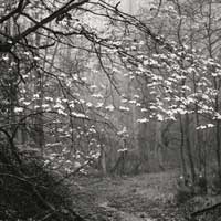 Spring,Old Finch Farm Road, NC