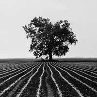 Spring Planting, Blue Earth Co, Mn