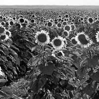 Sunflowers, Red River Valley, Mn